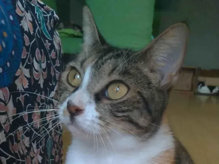Gato ra a SRD-ViraLata idade 1 ano nome Tynna
