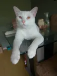Mingau