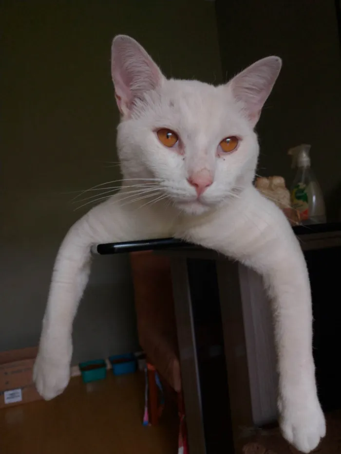 Gato ra a SRD-ViraLata idade 1 ano nome Mingau