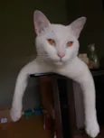 Mingau