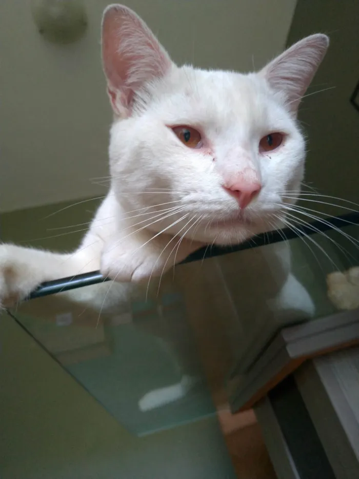 Gato ra a SRD-ViraLata idade 1 ano nome Mingau