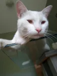 Mingau