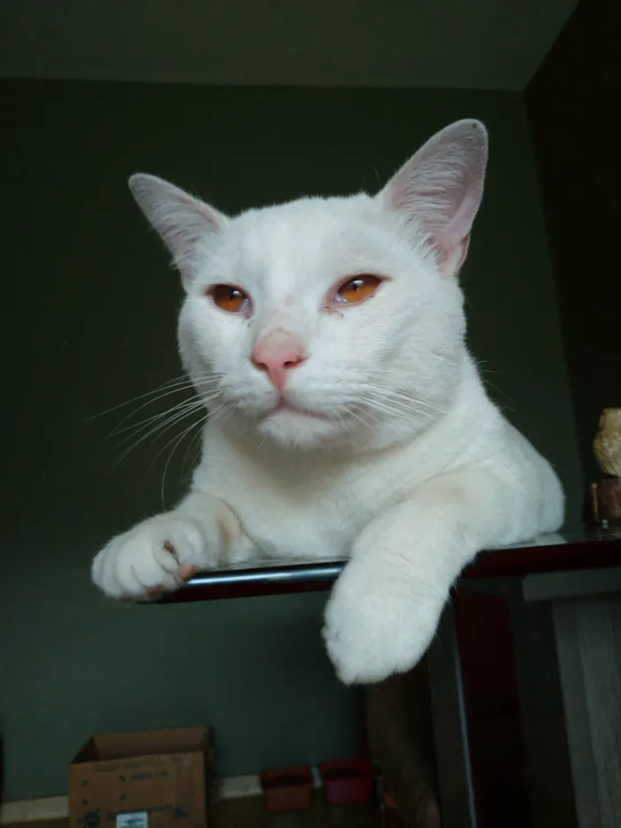 Gato ra a SRD-ViraLata idade 1 ano nome Mingau