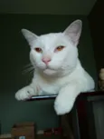 Mingau