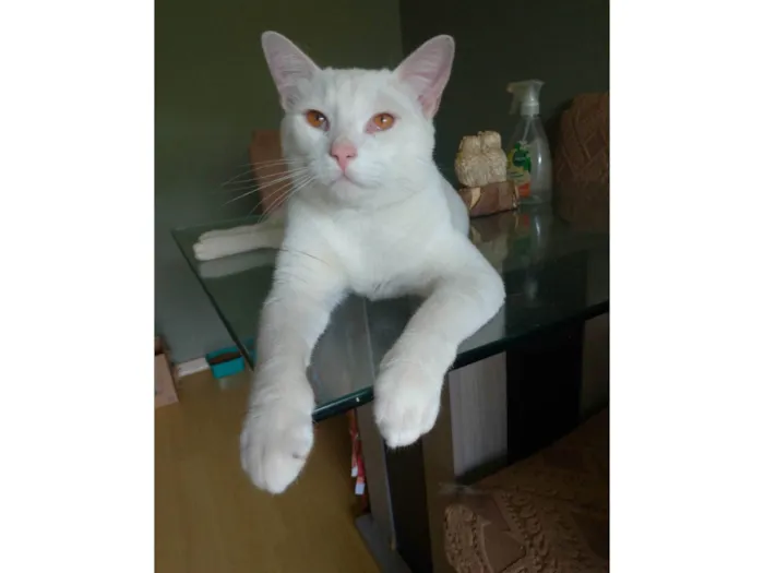 Gato ra a SRD-ViraLata idade 1 ano nome Mingau