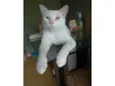 Mingau