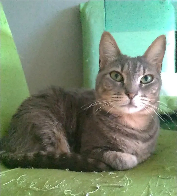 Gato ra a SRD-ViraLata idade 2 anos nome Adelly 