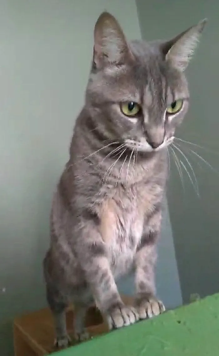 Gato ra a SRD-ViraLata idade 2 anos nome Adelly 