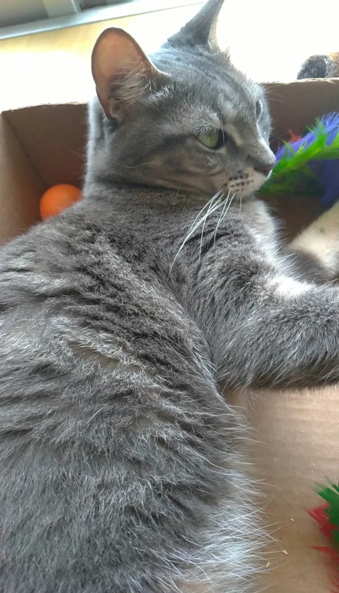 Gato ra a SRD-ViraLata idade 2 anos nome Adelly 