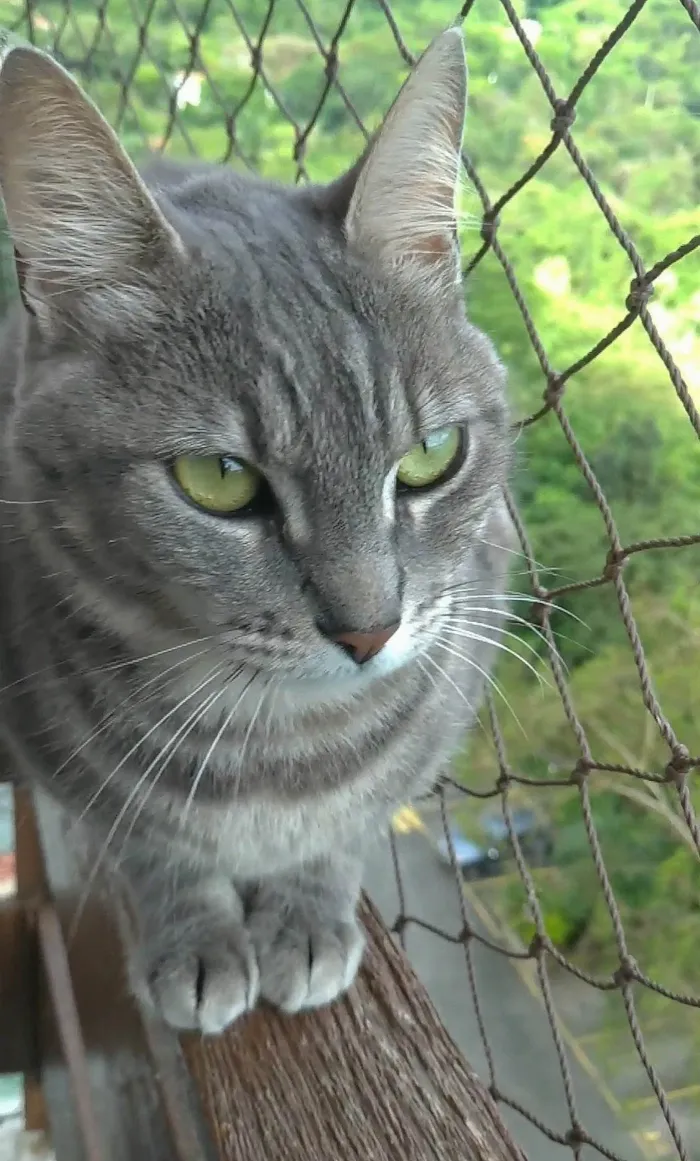 Gato ra a SRD-ViraLata idade 2 anos nome Adelly 