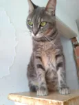 Adelly