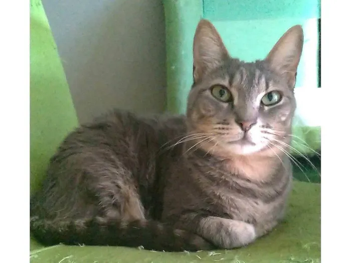 Gato ra a SRD-ViraLata idade 2 anos nome Adelly 