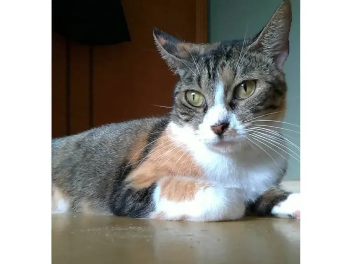 Gato ra a SRD-ViraLata idade 1 ano nome Tynna