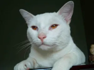 Gato raça SRD-ViraLata idade 1 ano nome Mingau