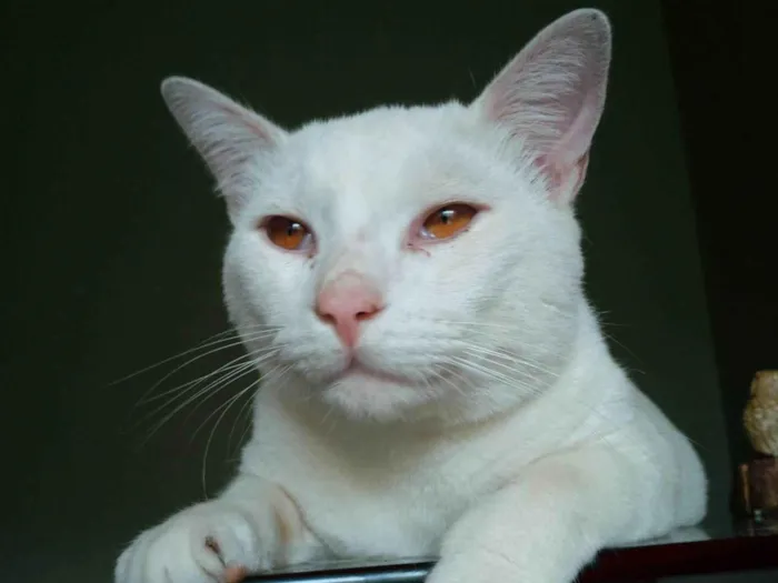 Gato ra a SRD-ViraLata idade 1 ano nome Mingau