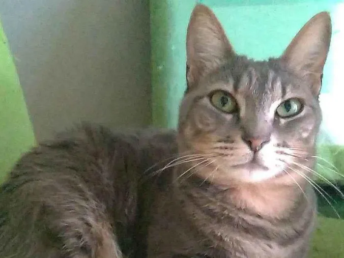 Gato ra a SRD-ViraLata idade 2 anos nome Adelly 
