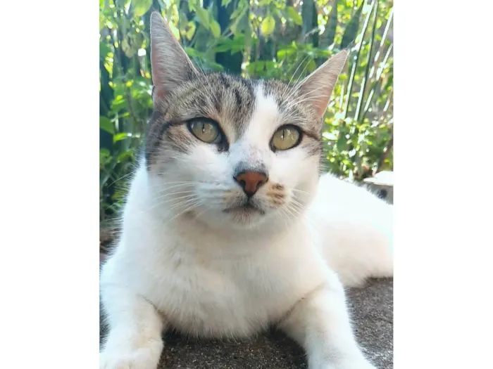 Gato ra a SRD-ViraLata idade 2 anos nome Iris