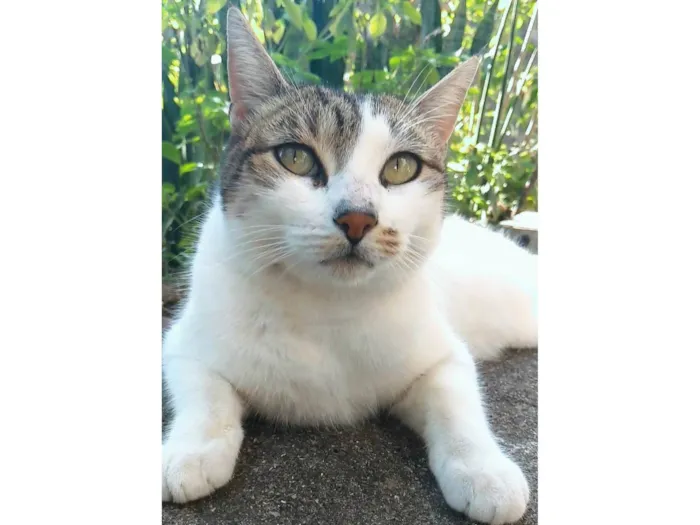 Gato ra a SRD-ViraLata idade 2 anos nome Iris