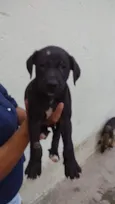 Samuca & Simeão 