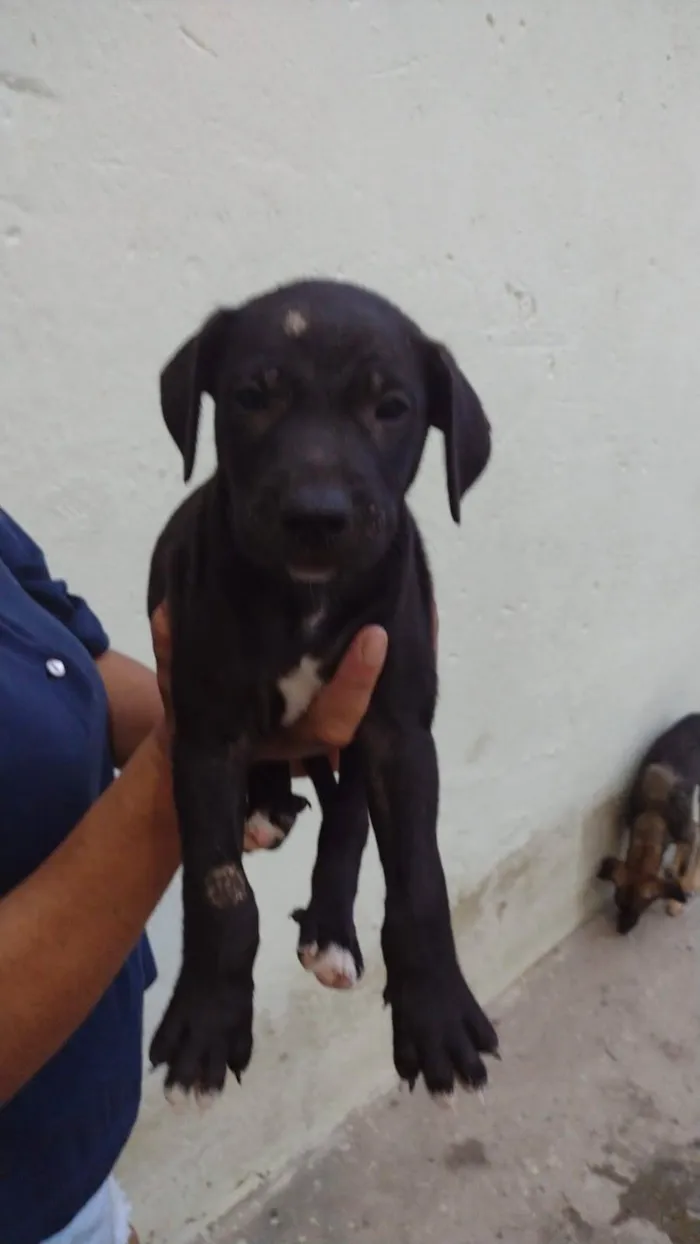 Cachorro ra a SRD-ViraLata idade 2 a 6 meses nome Samuca & Simeão 