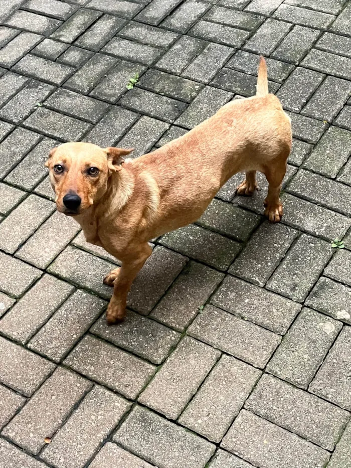 Cachorro ra a SRD-ViraLata idade 2 anos nome Sem Nome 