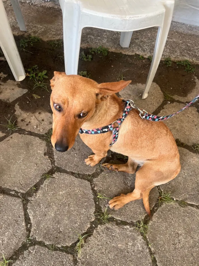Cachorro ra a SRD-ViraLata idade 2 anos nome Sem Nome 