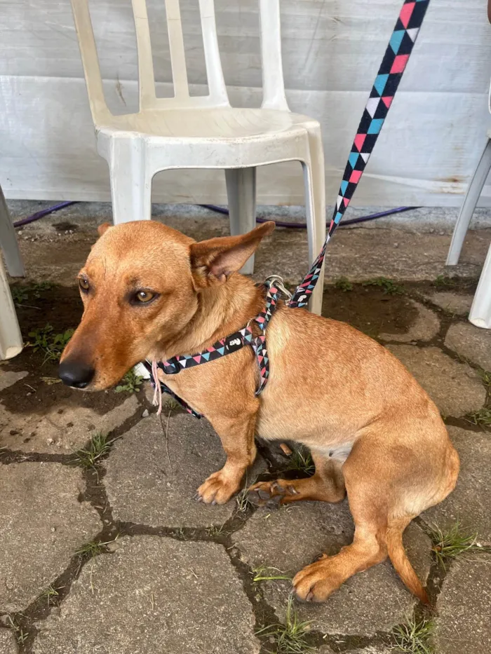 Cachorro ra a SRD-ViraLata idade 2 anos nome Sem Nome 