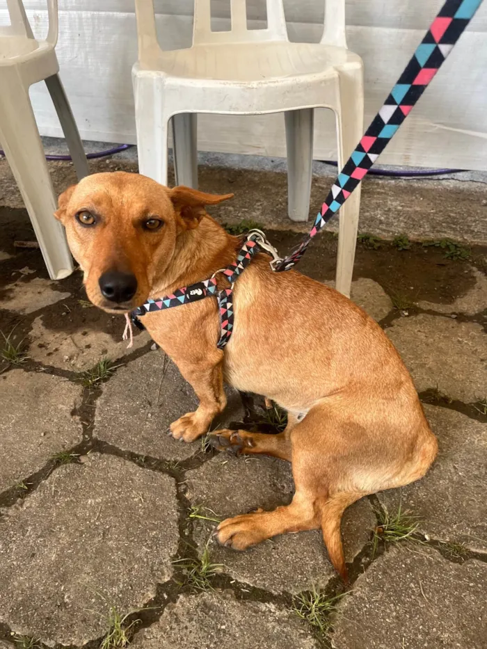 Cachorro ra a SRD-ViraLata idade 2 anos nome Sem Nome 