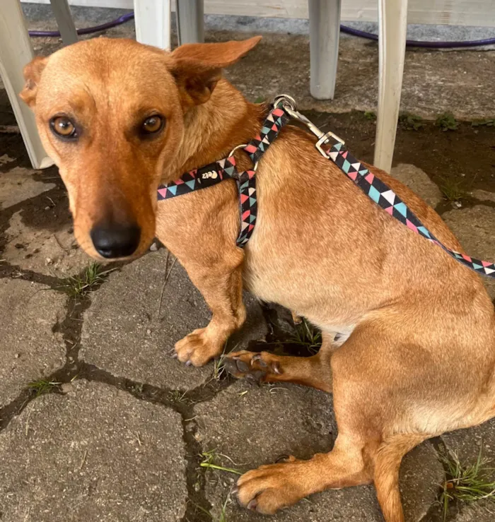 Cachorro ra a SRD-ViraLata idade 2 anos nome Sem Nome 