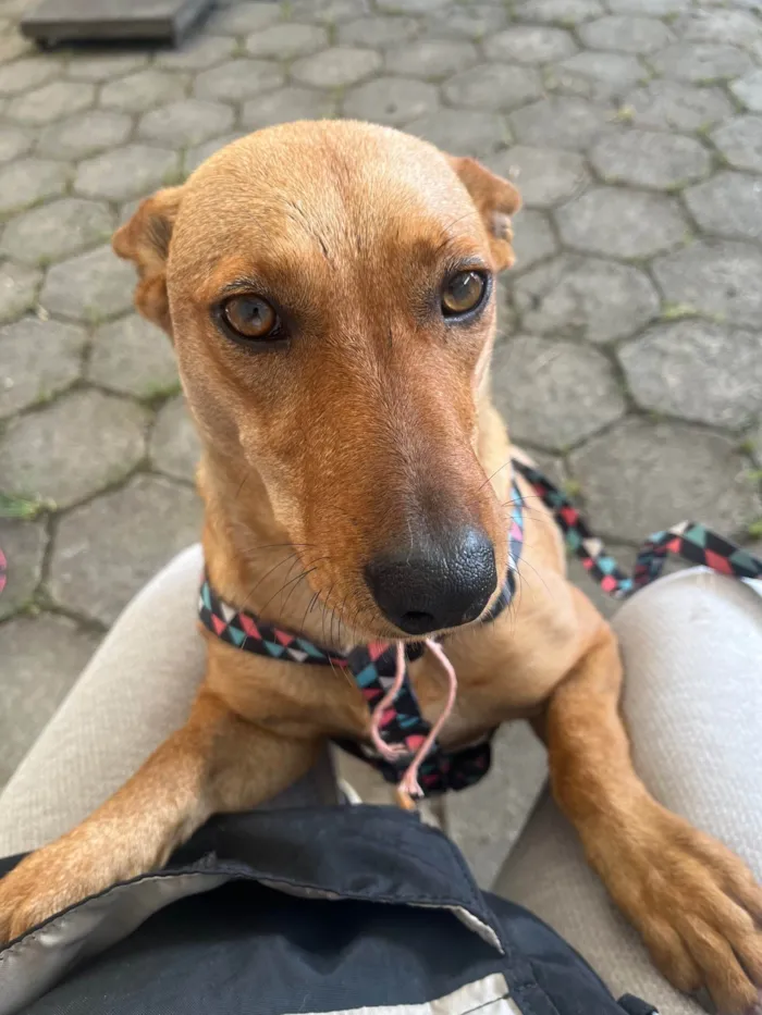 Cachorro ra a SRD-ViraLata idade 2 anos nome Sem Nome 