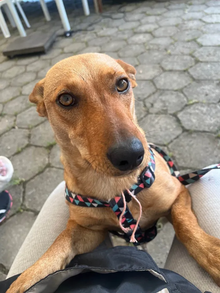 Cachorro ra a SRD-ViraLata idade 2 anos nome Sem Nome 