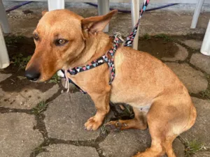 Cachorro raça SRD-ViraLata idade 2 anos nome Sem Nome 
