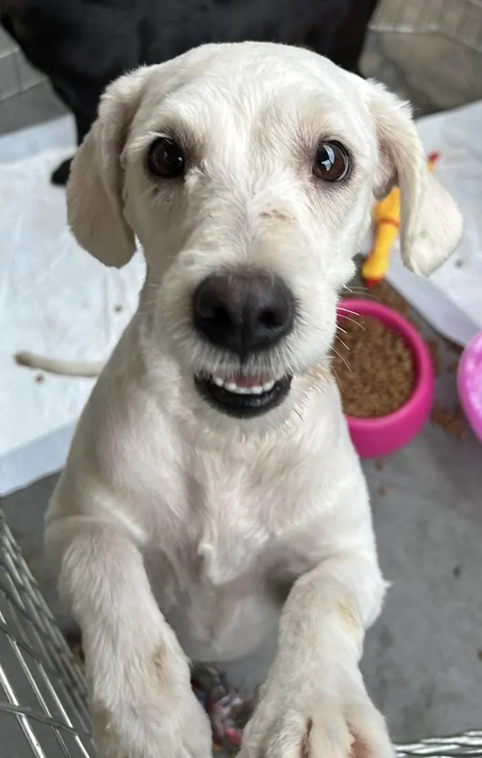 Cachorro ra a Poodle Grande idade 1 ano nome Penélope
