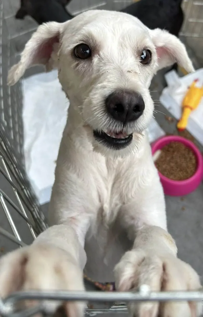 Cachorro ra a Poodle Grande idade 1 ano nome Penélope