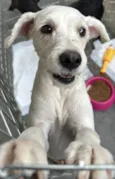 Penélope