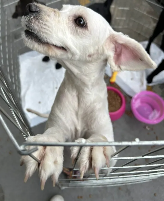 Cachorro ra a Poodle Grande idade 1 ano nome Penélope