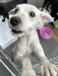 Penélope