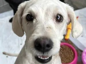 Cachorro raça Poodle Grande idade 1 ano nome Penélope
