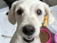 Penélope