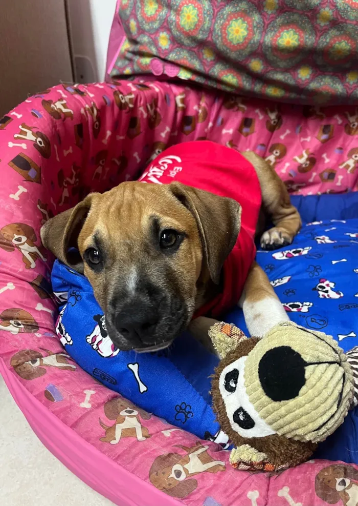 Cachorro ra a SRD-ViraLata idade 2 a 6 meses nome Marley