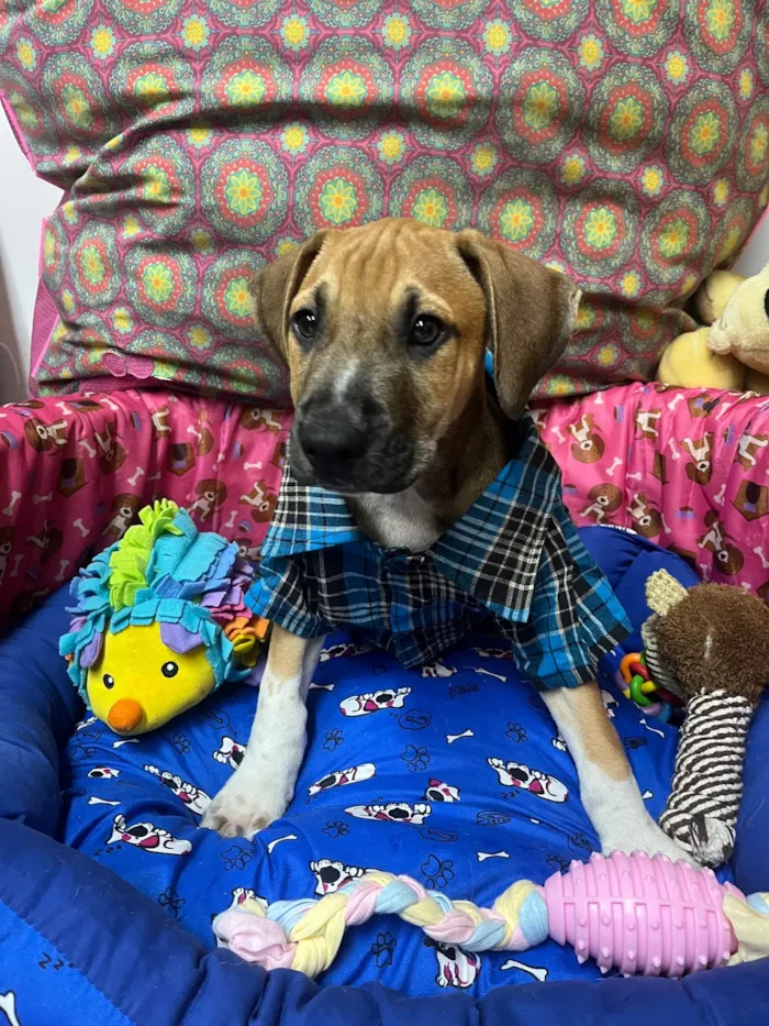 Cachorro ra a SRD-ViraLata idade 2 a 6 meses nome Marley