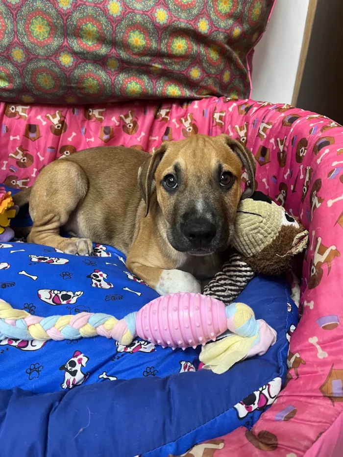 Cachorro ra a SRD-ViraLata idade 2 a 6 meses nome Marley