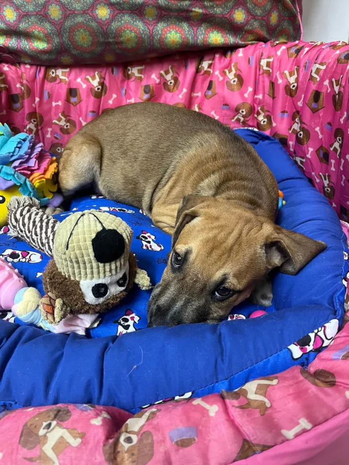 Cachorro ra a SRD-ViraLata idade 2 a 6 meses nome Marley