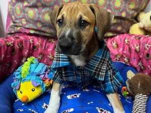 Cachorro raça SRD-ViraLata idade 2 a 6 meses nome Marley