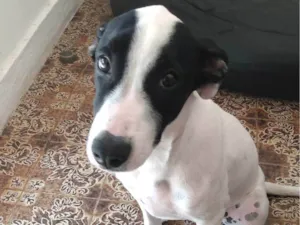 Cachorro raça SRD-ViraLata idade 7 a 11 meses nome Panqueca 