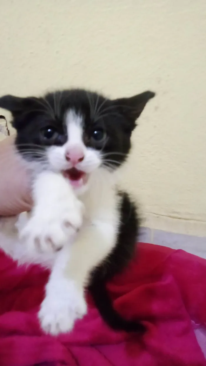 Gato ra a  idade 2 a 6 meses nome Sem nome 