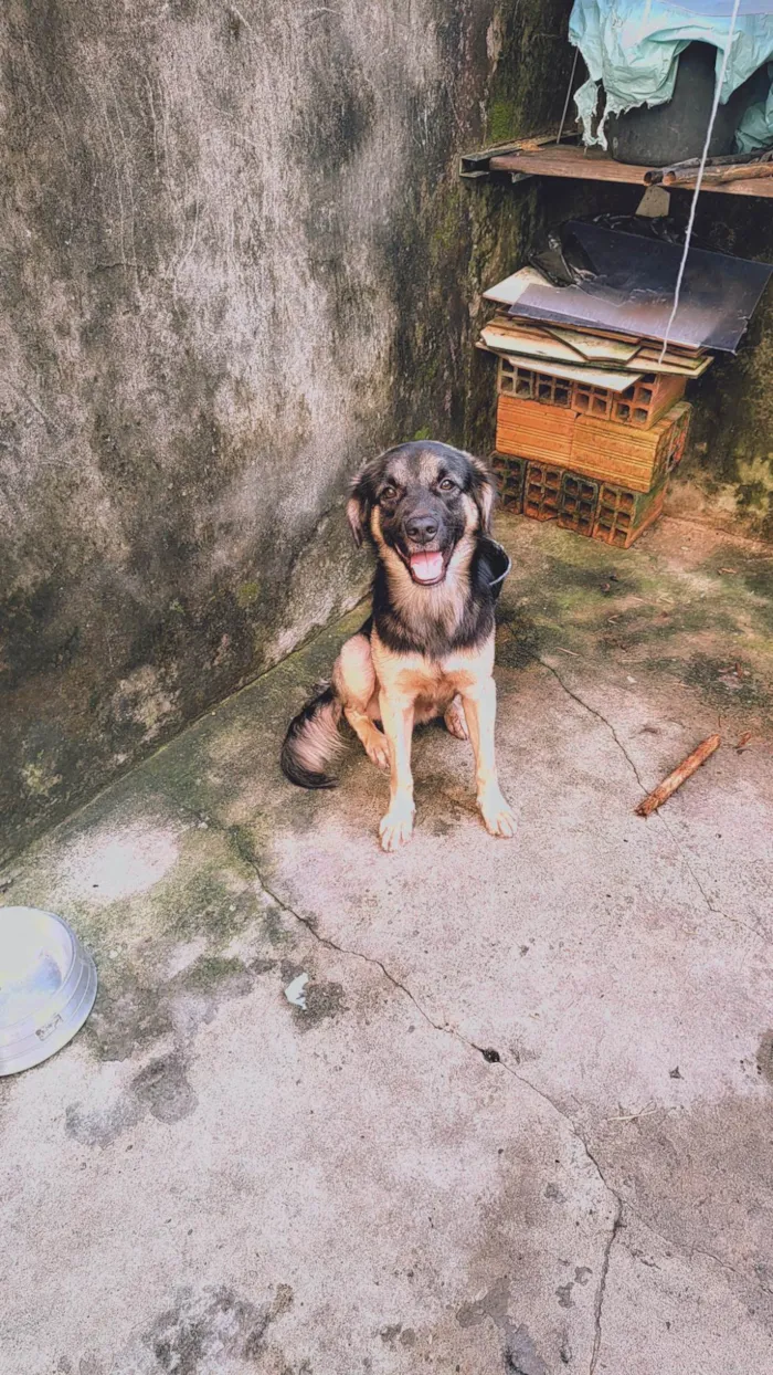 Cachorro ra a Mestiço  idade 1 ano nome Bob