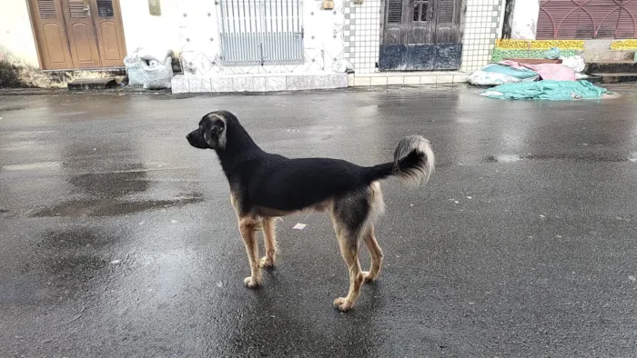 Cachorro ra a Mestiço  idade 1 ano nome Bob