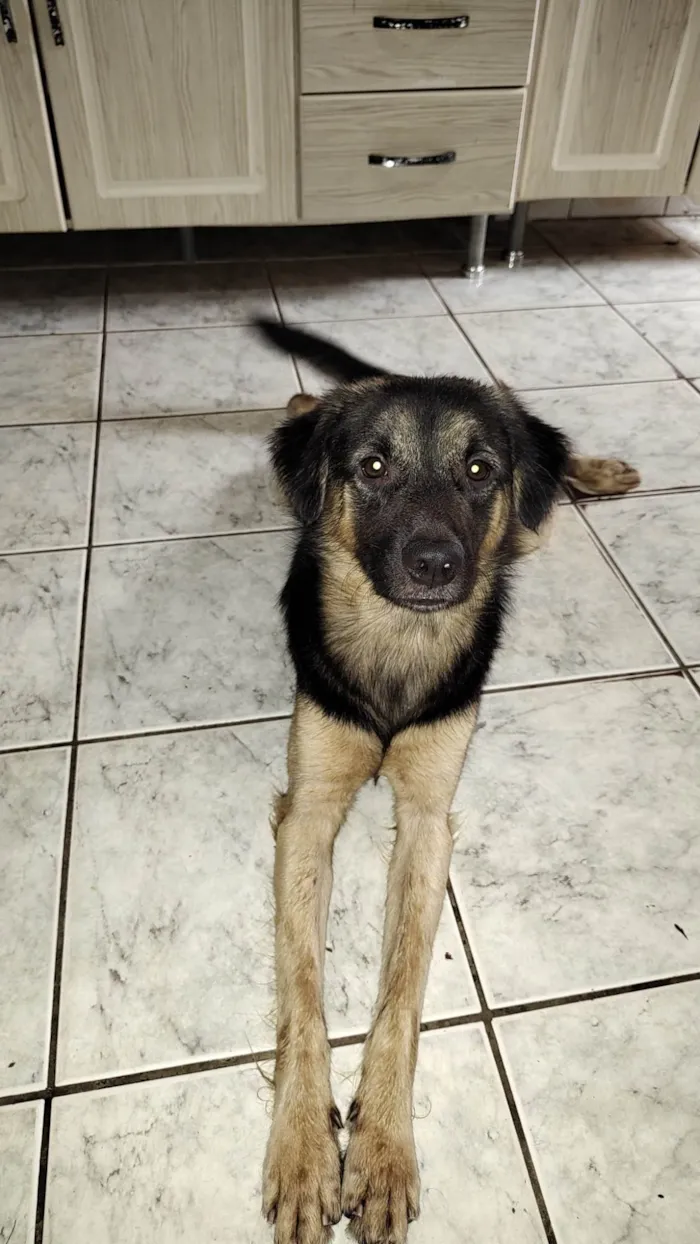 Cachorro ra a Mestiço  idade 1 ano nome Bob