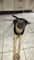 Bob